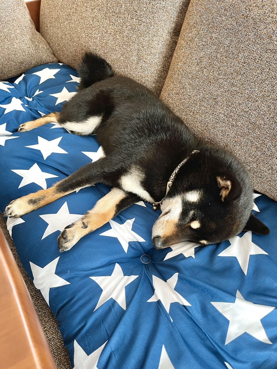 mameshibatora39's tweet photo. 柴犬やめます

#柴犬
#豆柴
#まめしば
#Shiba
#豆柴好きと繋がりたい https://t.co/qlp96Vr1cP