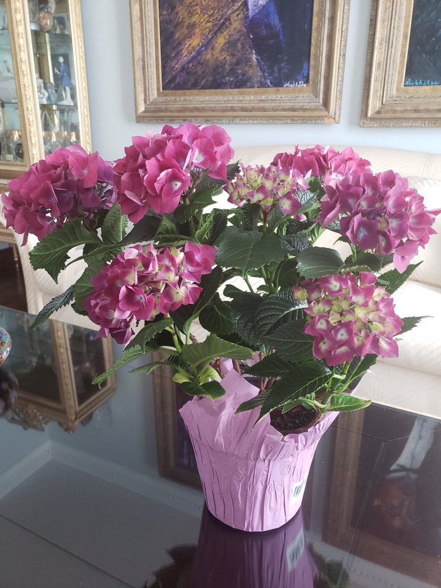 NickolasHadzis's tweet photo. #hydrangea #springflowers #easterflower https://t.co/EN1DG6sUf6