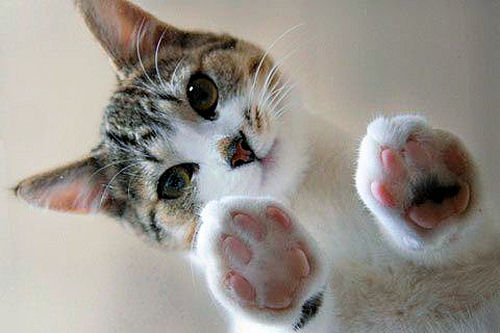 JLC_Studio's tweet photo. Paws of the day 😊
#cat #cats #kitty #kitten #babycats #funnycats #funniestcats #cutecats #cutestcats #catvideos #catscompilation #justlikethatcat #justlikecat #catoftwitter #catheaven https://t.co/btgU75UYra