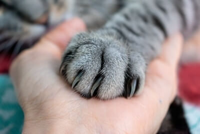 JLC_Studio's tweet photo. Paws of the day 😊
#cat #cats #kitty #kitten #babycats #funnycats #funniestcats #cutecats #cutestcats #catvideos #catscompilation #justlikethatcat #justlikecat #catoftwitter #catheaven https://t.co/i0VH6KWUJ0