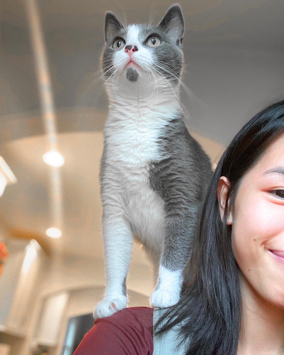 Phoebe is doing some intense training! She’s learning how to ride on the shoulder! 

Do your pets know any tricks? Let me know in the NEW Pup-Up Poll! thepuppurr.com/polls

#CatsOfTwitter #cats #ride #tricks #treats #phoebe #cattraining #Training #catcommunity  #cattreats