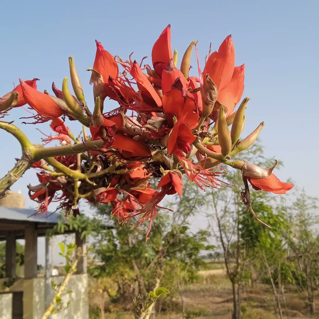 jeevantikaf's tweet photo. This is not Palash / Tesu 🌳

Its red flowers look similar and earned its Hindi name - गधा पलाश 🤣. They are irresistible to  many birds and the tree is also a great place for nesting. 

#newflowers #flowers #biodiversity #firstflowers #flowering #permaculture #birdfood #native https://t.co/Q2rZofLXXO