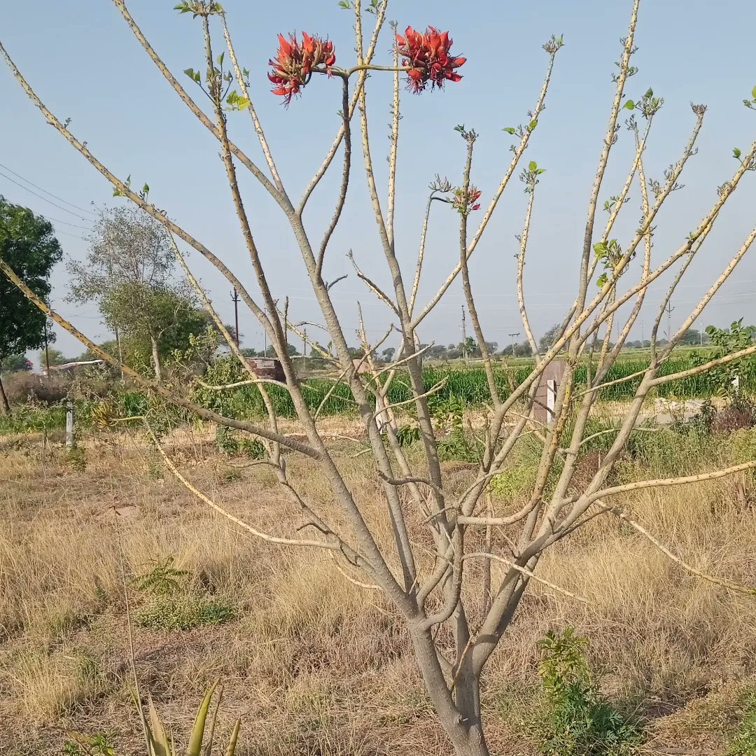 jeevantikaf's tweet photo. This is not Palash / Tesu 🌳

Its red flowers look similar and earned its Hindi name - गधा पलाश 🤣. They are irresistible to  many birds and the tree is also a great place for nesting. 

#newflowers #flowers #biodiversity #firstflowers #flowering #permaculture #birdfood #native https://t.co/Q2rZofLXXO