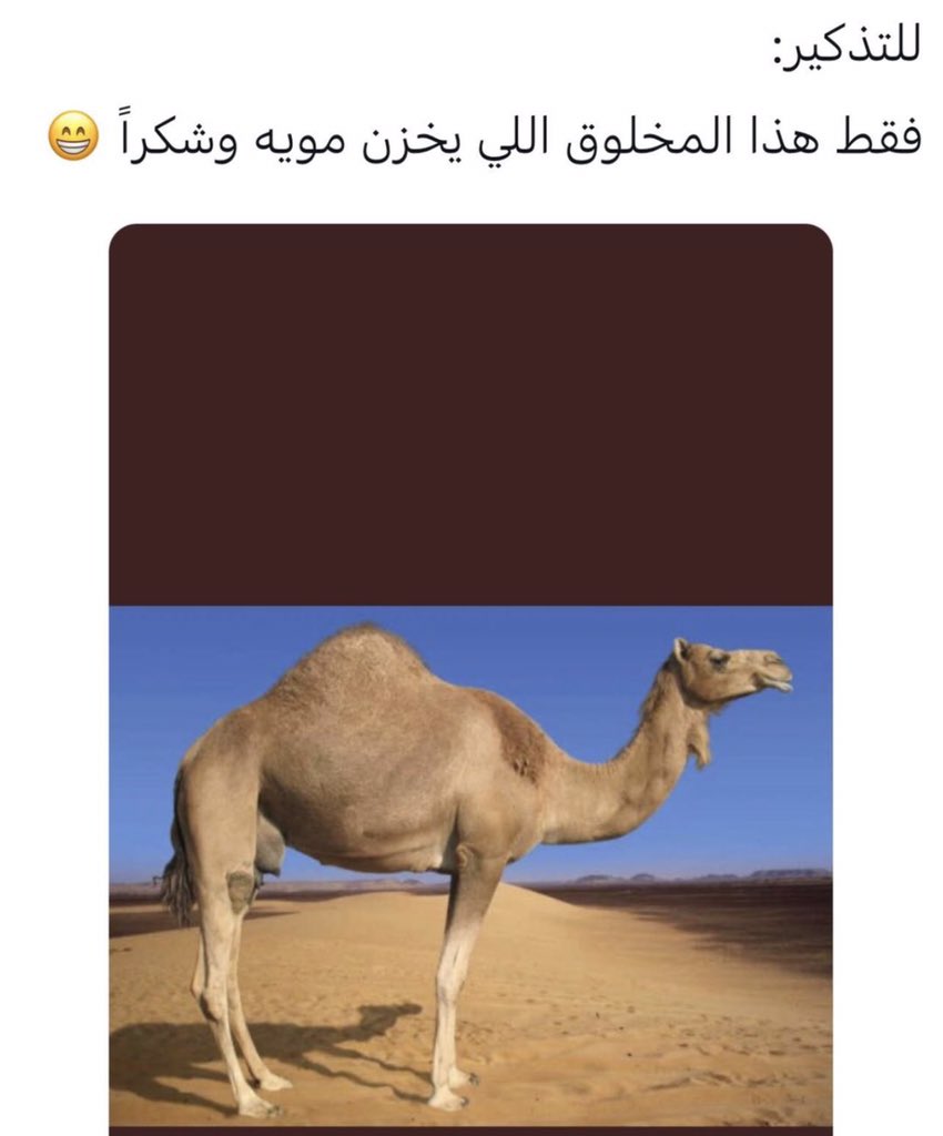 لولي🌸 tweet media