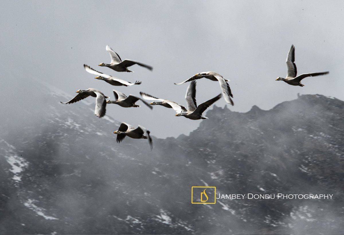 JambeyDondu's tweet photo. #AssetsofTawang
Another beautiful creature spotted in the high altitude lakes of Tawang. Meet bar-headed goose, one of the highest flying birds known in the world.
.
.
.
@PemaKhanduBJP @rameshpandeyifs @ParveenKaswan https://t.co/dppAbmZvPa