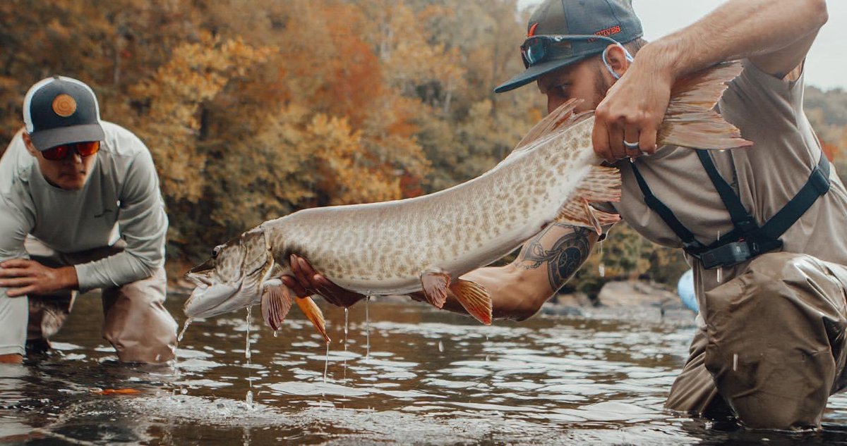 NativesFlyFish's tweet photo. @NativesFlyFish Beau with the predator #esox #catchcamnets #nativesoutfitter #nativesflyfishing #esox #musky #muskyflyfishing @GoPro https://t.co/0WukZxzwn1