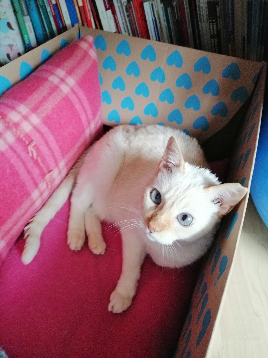 Catblueeye1's tweet photo. My little box home is my castle! 😍😍😂

Please follow me and leave a❤️! 

#CatsOnTwitter #CatsOfTwitter #Caturday #cats #catlife https://t.co/br3vwPoSC6