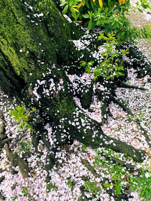 桜のじゅうたんだなあ 