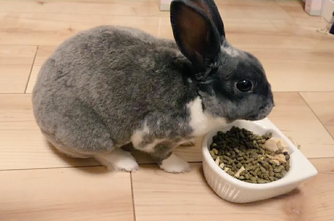 うさぎは大きくなりました!!元気元気 