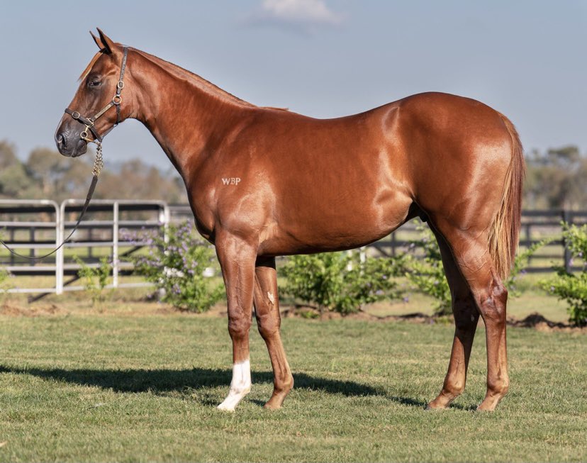 Georgejmoore8's tweet photo. Only walked away with one Exceed and Excel yearling from the @inglis_sales Easter sale @attungastud @DarleyStallions And what a steal at 300k he was 👍🏻🐴💪🚀. Unlucky to be outbid on a one mill dollar Zoustar #greatvalue #topstallion https://t.co/OLutosMRUA