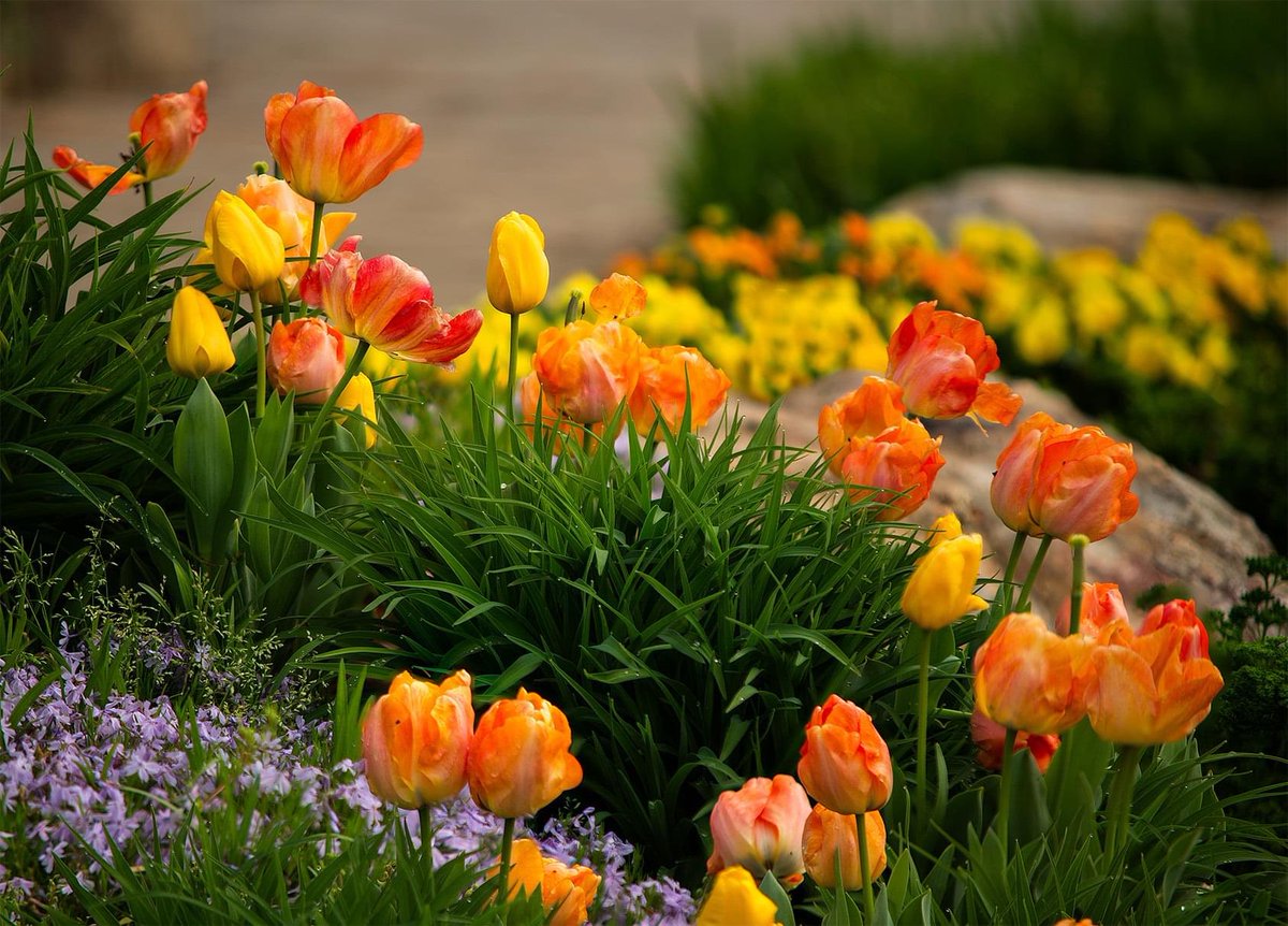💛🧡💛🧡💛🧡💛…,,,, 

How glorious are God’s creation blessings beloved ones…🧡

Photo Credit: Charles Hardin 

#NatureBeauty