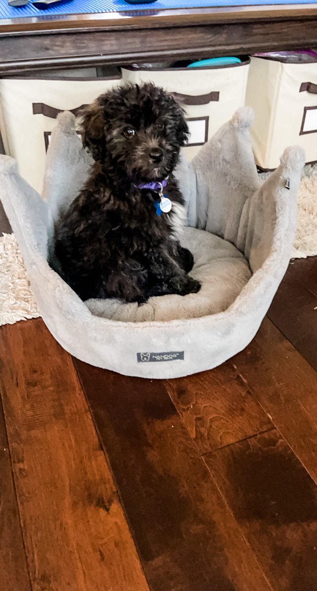 lifewithmads12's tweet photo. Life update since I’ve been MIA on here. Here’s my puppy Bucky💙 https://t.co/3X7pRBvMD7