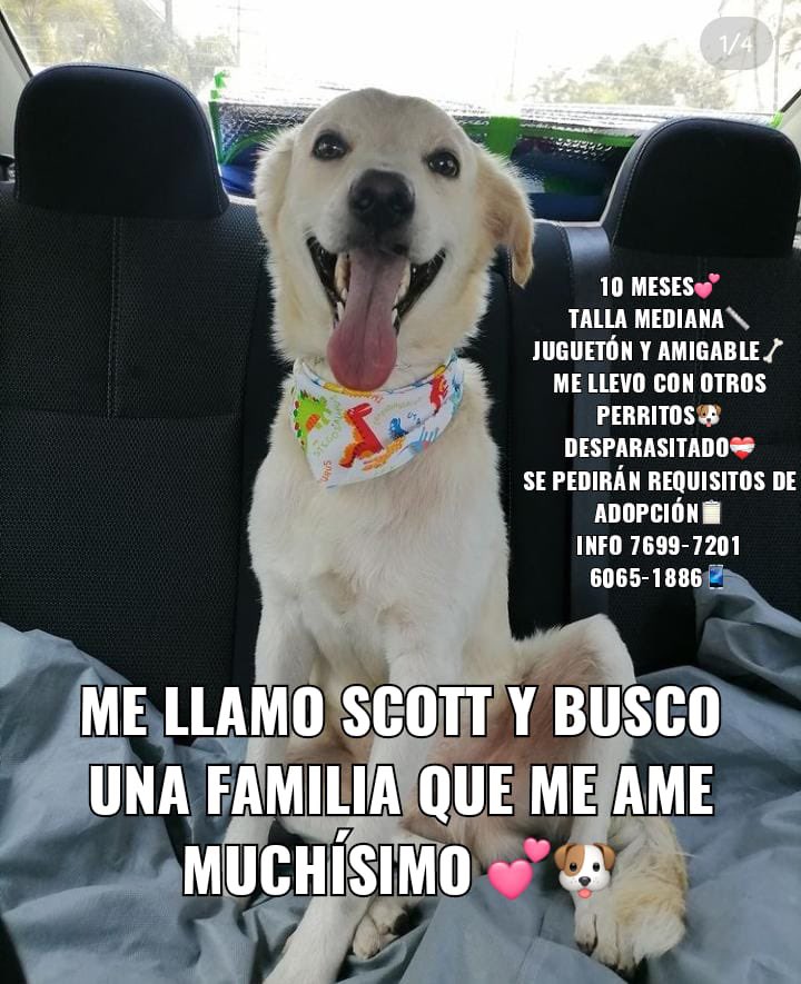 Scott busca casita! ❤️