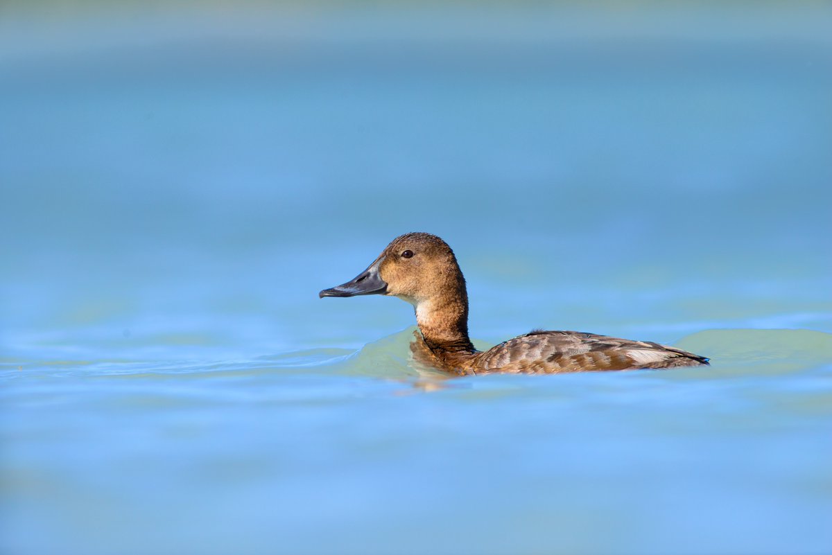 HoopoeAdventure's tweet photo. #CommonPochard #צולל_חלודי #birds https://t.co/AVenhzloL7