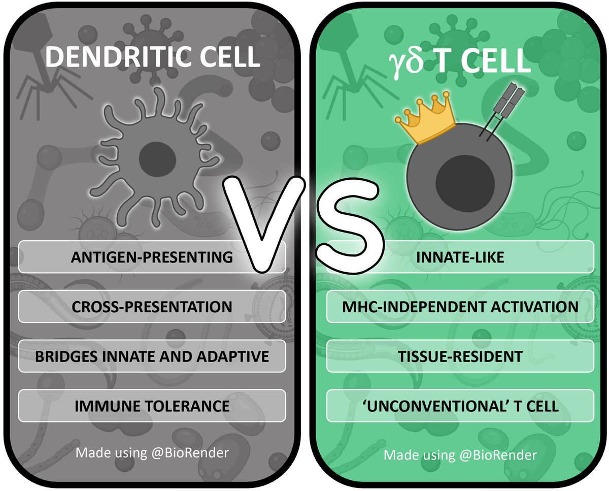 ATrotmanGrant's tweet photo. This one was close....until it wasn't😅 

Last year's winner (DCs) get KO'd at the Quarter-Finals!

Great effort, but after 260 votes, #TeamGammaDelta takes the 👑

Next up: Macrophage vs mast cell.

Vote now!

#Immunology #AcademicTwitter https://t.co/KMwpnZw7Bh