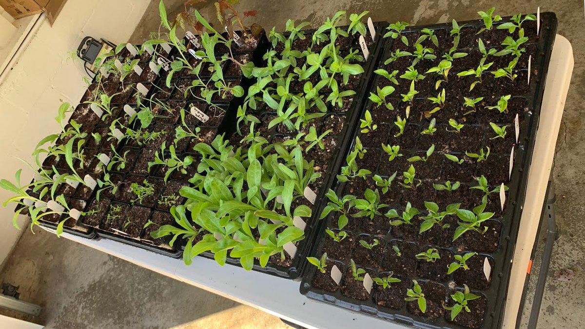 AllForGardening's tweet photo. #Kaye #Kittrell: How's your ...
#California #CountryLiving #EmptyNester #Flowers #Gardening #Green
https://t.co/bzewxju1VM https://t.co/mijUANN2Og
