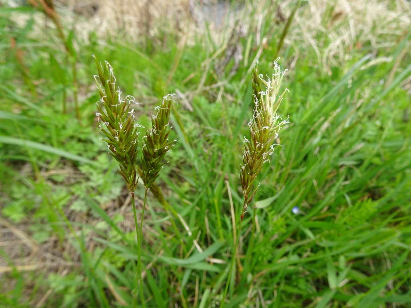 ハルガヤ Twitter Search Twitter