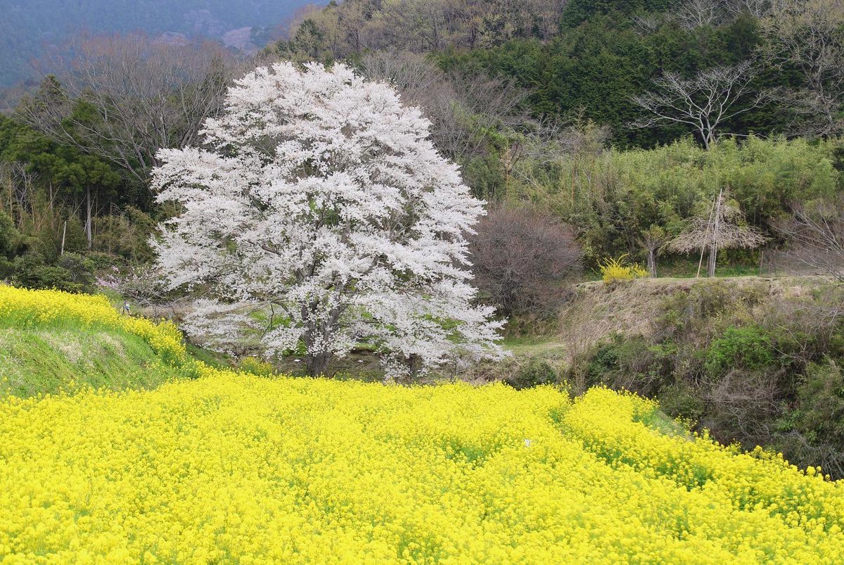 binbinsss's tweet photo. 淡墨桜、やっと会いに行けた。
曇り空が残念。
#淡墨桜 #秦野市 #秦野 #蓑毛 #蓑毛の淡墨桜
#eos6dmark2 #eos6d2 #eos6dmarkⅱ
#tamron #tamrona010 https://t.co/1x08UEF8RG