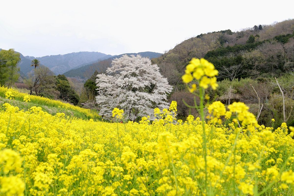 binbinsss's tweet photo. 淡墨桜、やっと会いに行けた。
曇り空が残念。
#淡墨桜 #秦野市 #秦野 #蓑毛 #蓑毛の淡墨桜
#eos6dmark2 #eos6d2 #eos6dmarkⅱ
#tamron #tamrona010 https://t.co/1x08UEF8RG