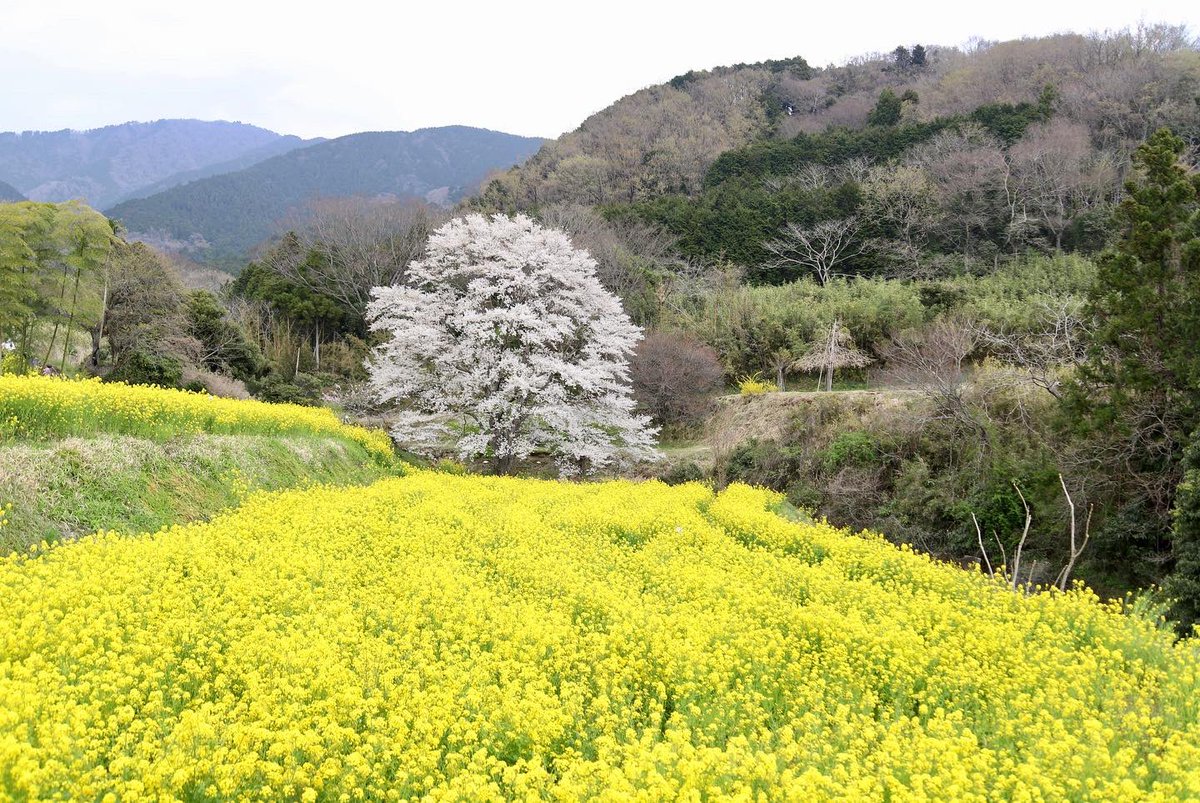binbinsss's tweet photo. 淡墨桜、やっと会いに行けた。
曇り空が残念。
#淡墨桜 #秦野市 #秦野 #蓑毛 #蓑毛の淡墨桜
#eos6dmark2 #eos6d2 #eos6dmarkⅱ
#tamron #tamrona010 https://t.co/1x08UEF8RG