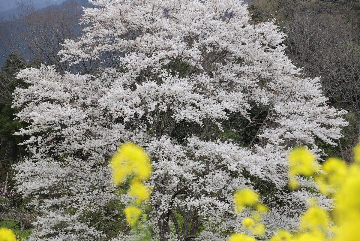 binbinsss's tweet photo. 淡墨桜、やっと会いに行けた。
曇り空が残念。
#淡墨桜 #秦野市 #秦野 #蓑毛 #蓑毛の淡墨桜
#eos6dmark2 #eos6d2 #eos6dmarkⅱ
#tamron #tamrona010 https://t.co/1x08UEF8RG