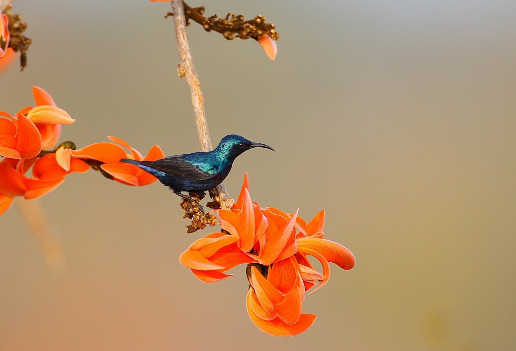 Adult female #shikra and male #purplesunbird on #buteamonosperma aka #flameoftheforest. 
#Telangana #deccanplateau 
#BirdsOnFlowers
#IndiAves