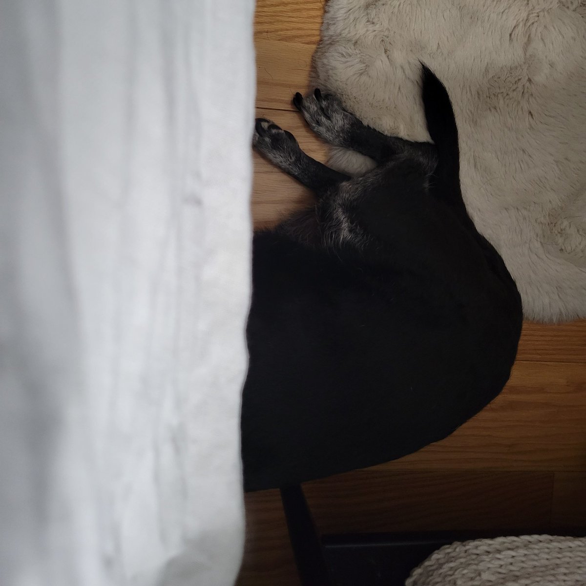 FelixtheDogVA's tweet photo. The gods are angry and making loud noises in the sky. I will be under here where they can't see me ⛈️ #dogsoftwitter #dogs #Thunderstorm https://t.co/m1R83mIN4i