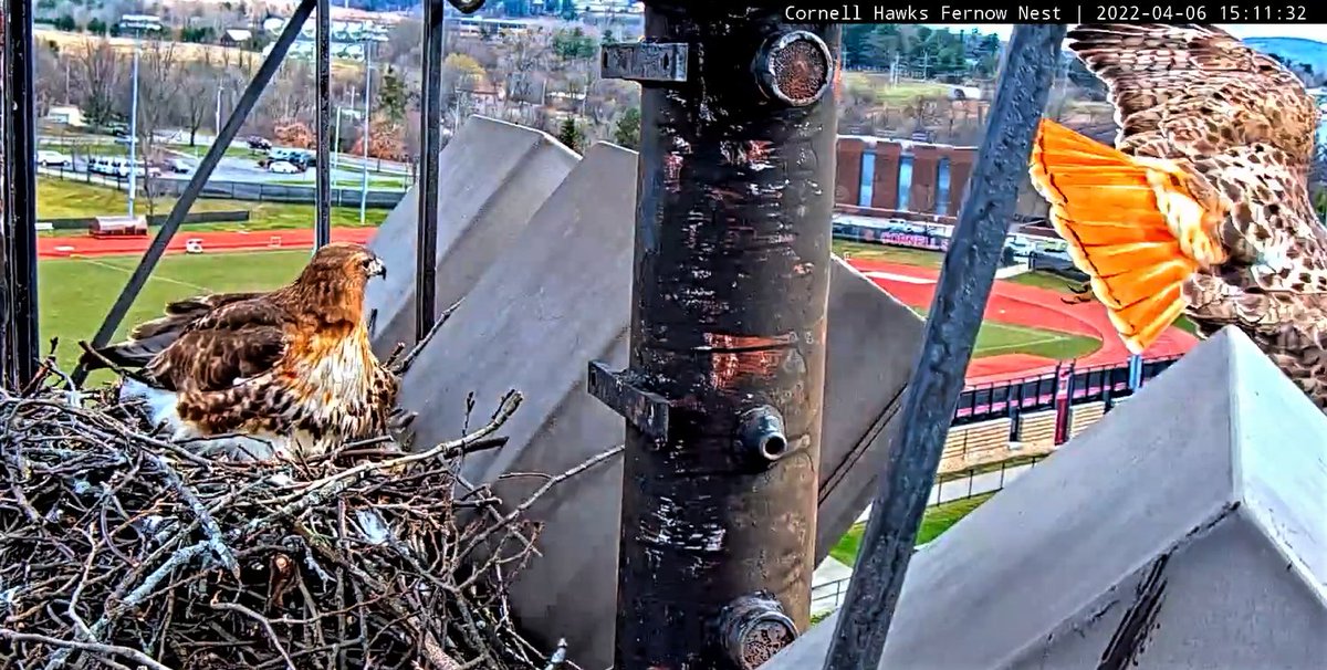 CornellHawks's tweet photo. 4/7, 05:00

BR returned from last evening break at 16:45 on 4/6 w/ bark.

Great look at the Eggs in favorable light.  

Arthur w/another spectacular light box departure as BR returns from an afternoon break in CornellHawks Land. https://t.co/oixj3Nkd5H