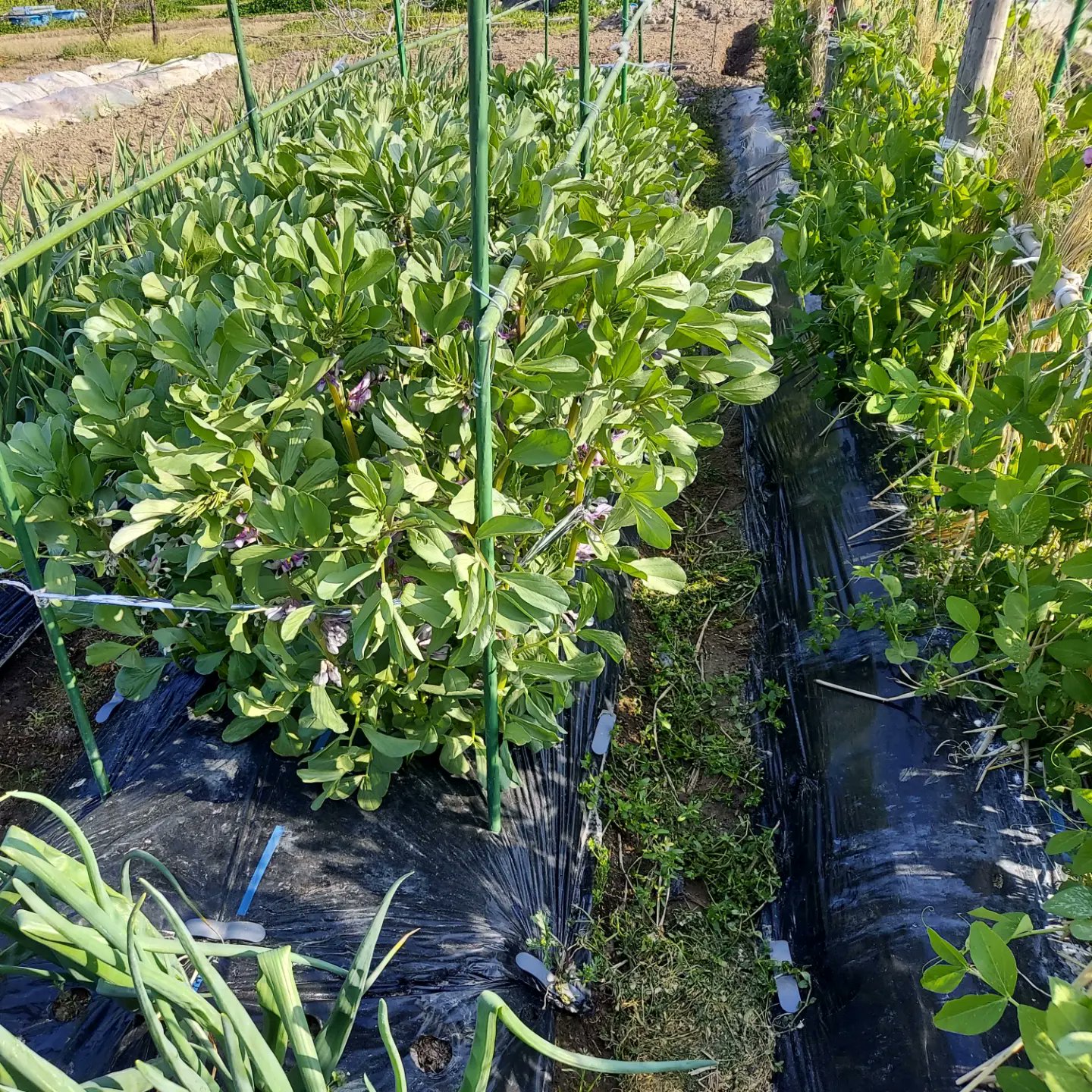 ミョウガ Twitter Search Twitter