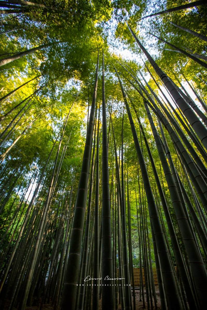 Hokokuji Bamboo Forest 報国寺 竹林 🎋🎍

Kamakura 鎌倉市 Japan 日本 🇯🇵