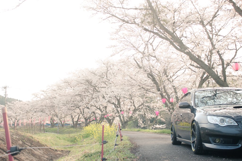 toshi17141714's tweet photo. ギリ間に合った､、( ﾟεﾟ；)

#桜並木
#レガシィツーリングワゴン
#BP5
#specB https://t.co/ySBdHnpGU5