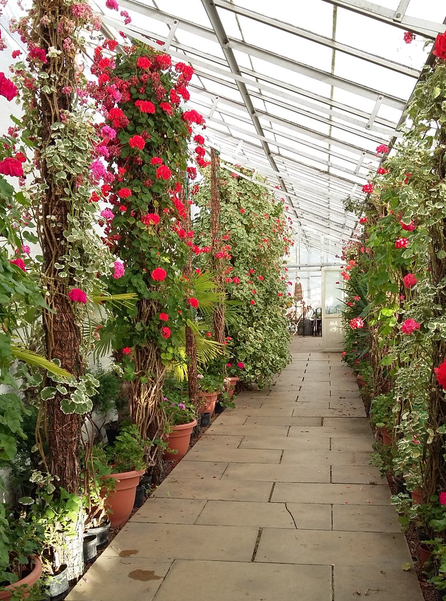 thegardenstrust's tweet image. Temple Newsam, #Leeds has had a long landscape history, from formal C17th gardens, to @BrownCapability's lovely parkland.
Now it's hosting @BBCRadio2's #LiveWeekend in Sept!
As it's #FloralFriday here is the wonderful display in their #glasshouses - will you pop in @ZoeTheBall?