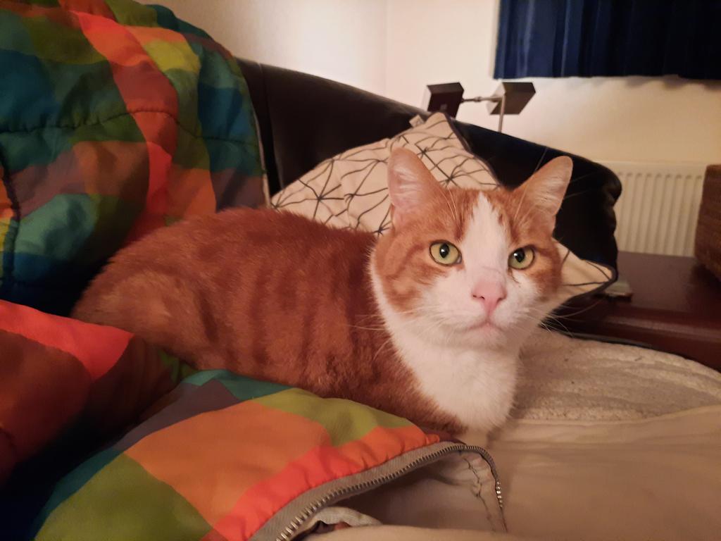 Brombelbeer tweet media