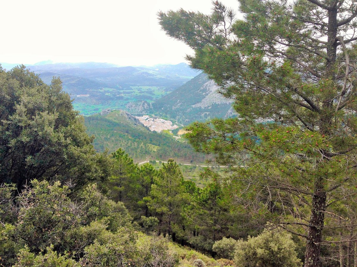 NoSiesting's tweet photo. If you’re looking for woodland walks near Cádiz, we’ll lead you to one of the most fulfilling experiences for hiking lovers like us.

El Pinsapar trail, is clearly the best day walk for you during this spring season!
#hikingday #OutdoorAttitude

Read more:
https://t.co/BWVTlqGu6c https://t.co/WzebymGAUB