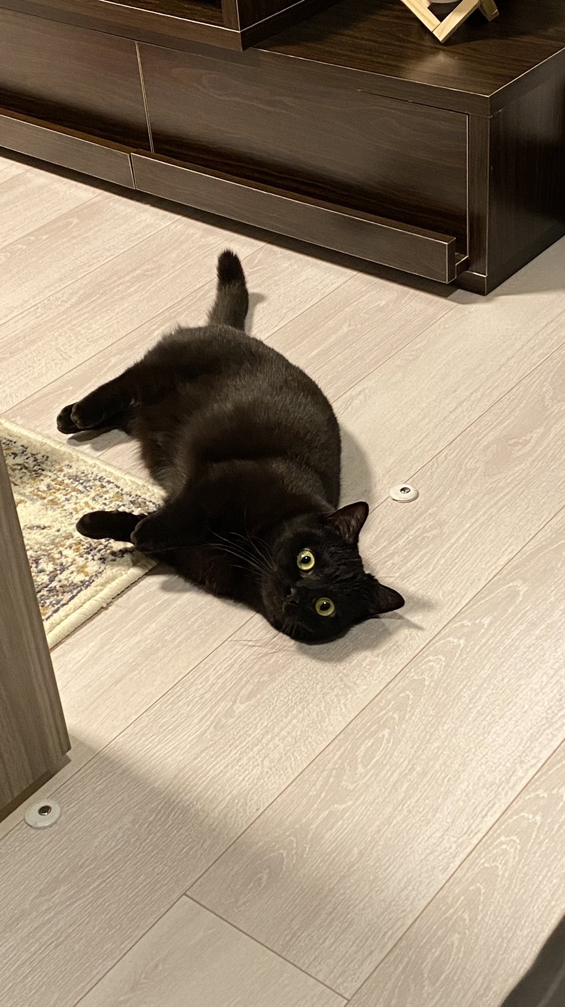 かわいい黒猫ハーブ A Twitter アッ ｶﾜｲｲﾈｺﾁｬﾝ ｶﾞ ｵﾁﾃﾙ T Co Blblipwjar Twitter