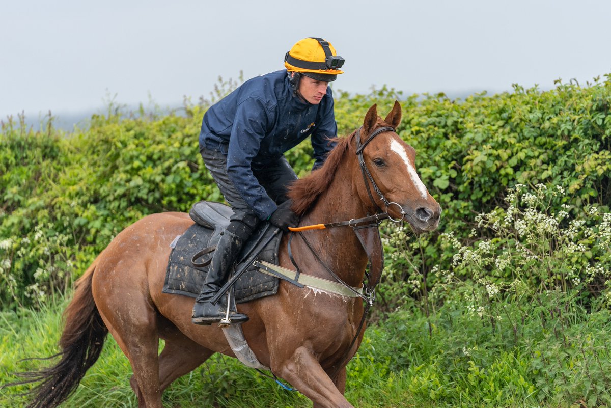 Henry Box Brown heads to Ffos Las today to run in the 13:00 Nick Milner Silviculture Ltd Novices' Hurdle over 2m😎🏇 Trained by @EWilliamsRacing & ridden by @conorring12 Good luck Henry!🍀 🟢🟡oldgoldracing.com🟡🟢 #ffoslas #HorseRacing #henryboxbrown #ThursdayThoughts