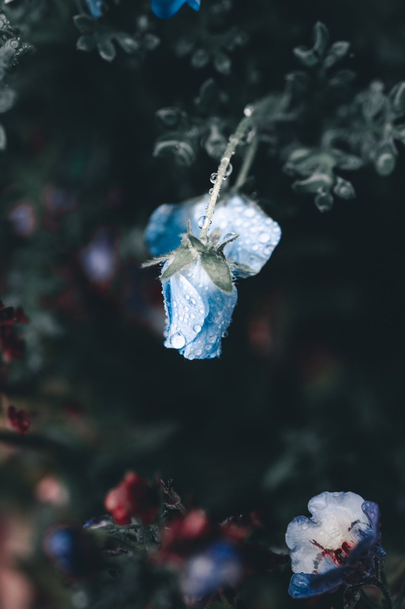 花と童話の世界