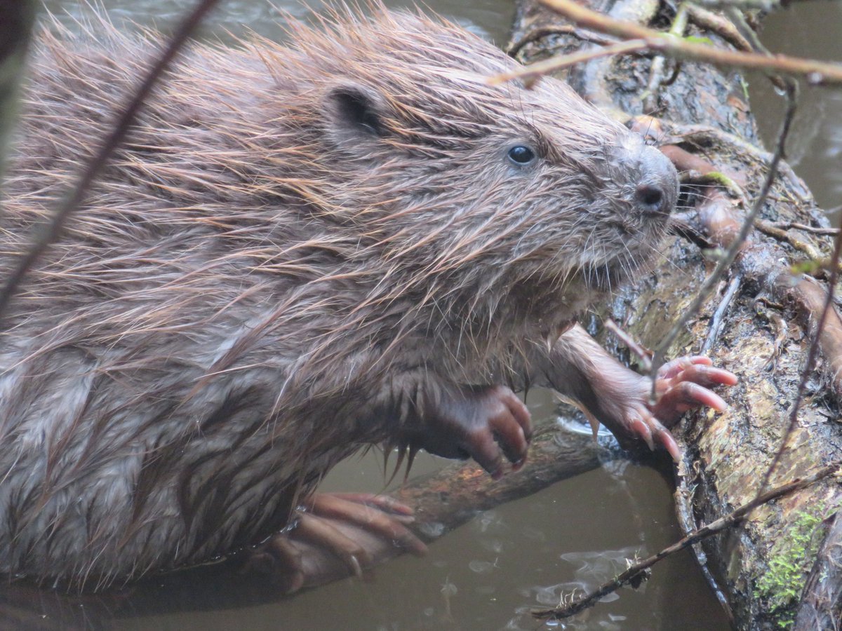 RachelHinds's tweet photo. Happy International Beaver Day from me and the lovely Scruff 🥰🦫 https://t.co/9Av90jL9XP