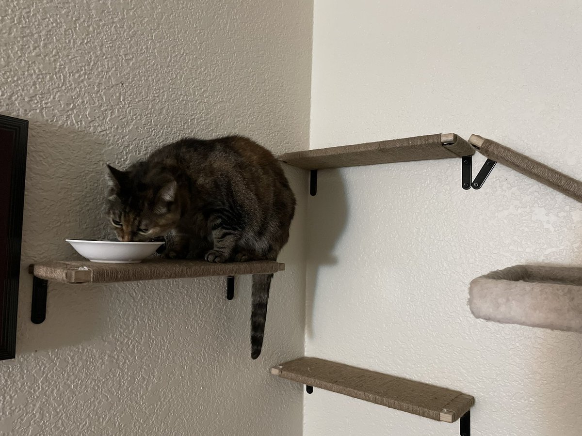 spicymeows's tweet photo. My daddy made me cat steps ๐ธ #catsoftwitter #diy #catdecor #catsteps https://t.co/UXtK6JsMSz