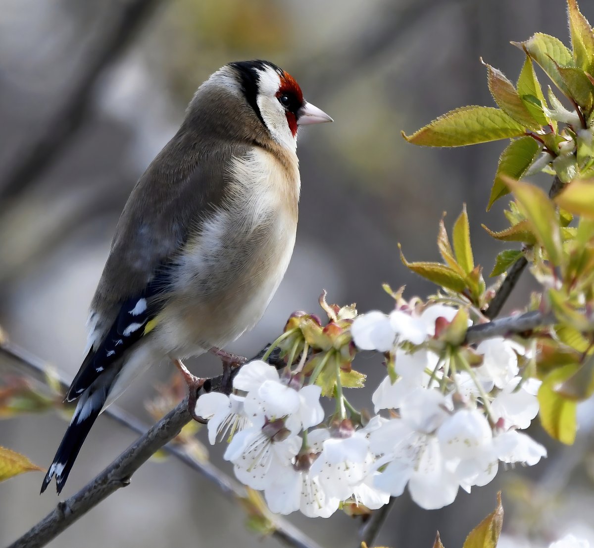 CarlBovisNature's tweet photo. Goldfinch in my bird cherry tree. 😍
 Taken from my bathroom window. 😁
#TwitterNatureCommunity 🐦 https://t.co/5mN2FhmL3O
