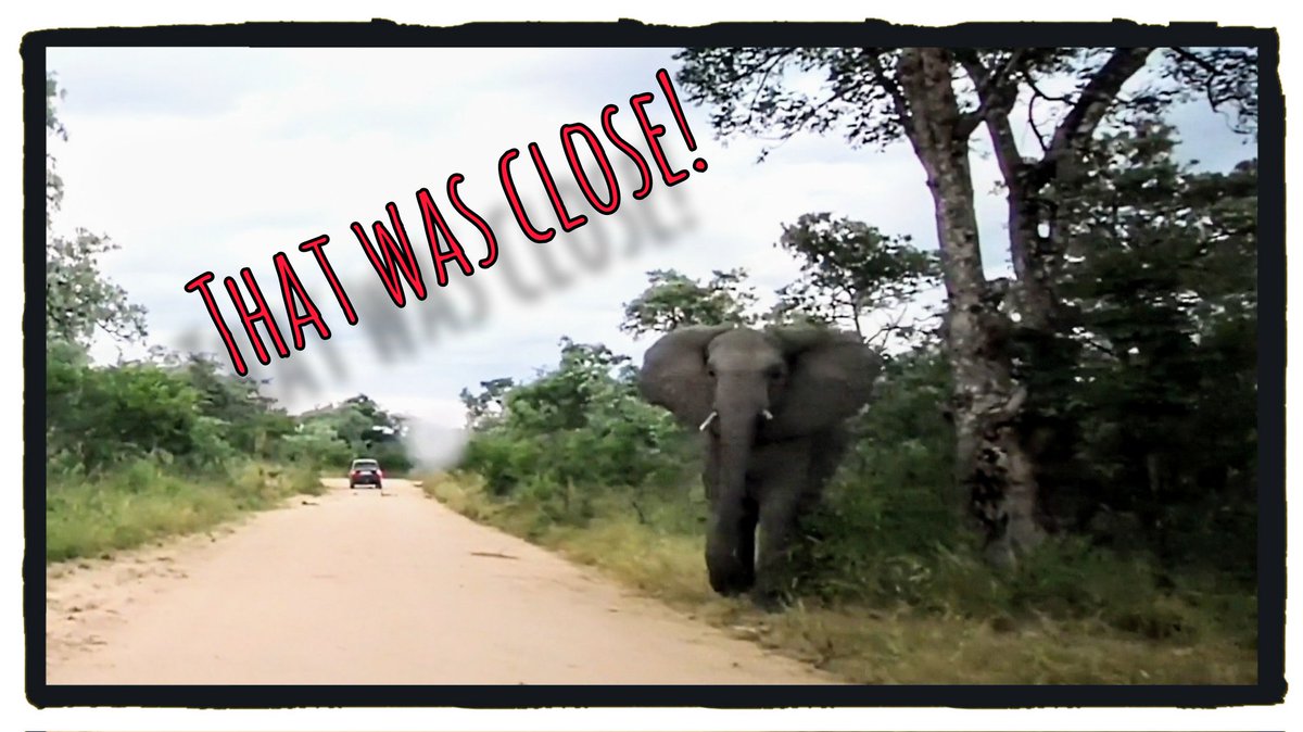 DiaryBags's tweet photo. It's #AdventureThursday again!
Check out our latest adventure vlog on YouTube.π
https://t.co/rxprON1Ga7
On this week's #adventure we get chased by Elephants.
#Travel
#YouTube #wildlifephotography #krugerpark #Pretoriuskop
#traveldestinations
#wildlifelovers
#Safari #Video https://t.co/GnhbqLNxth