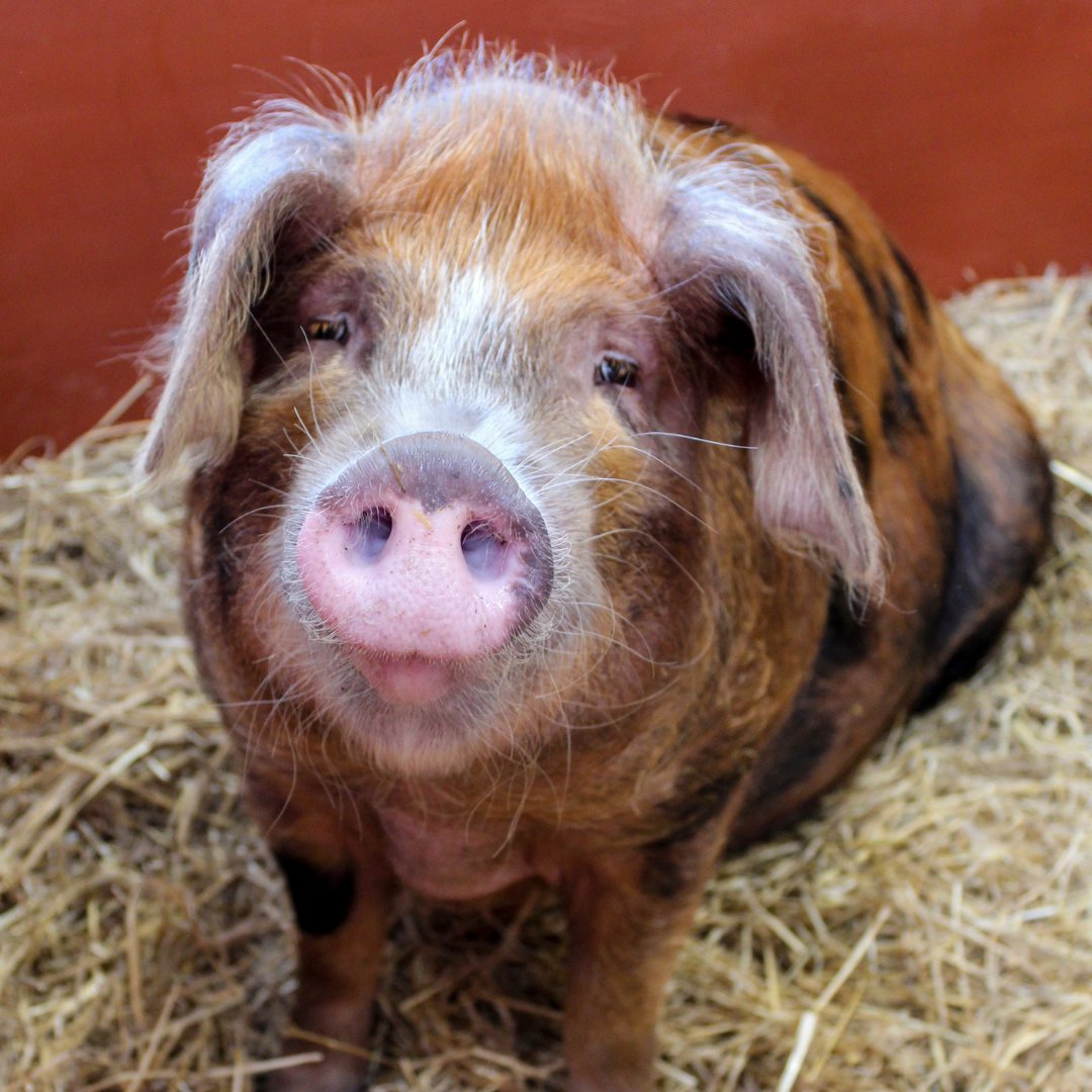 DevonCountyShow's tweet photo. Once close to extinction, just 20 years ago, the #OxfordSandyAndBlack are now increasing in popularity - fantastic news!
We are looking forward to welcoming this incredible breed of pig back for this yearโs show!
#dcs2022 #creamofdevon https://t.co/0OecjZprTy