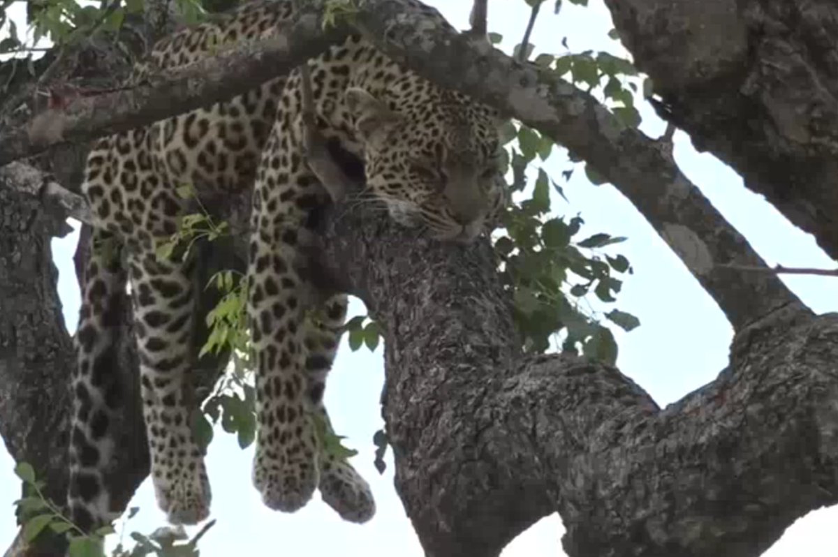 0MrsZero's tweet image. #wildearth 💜