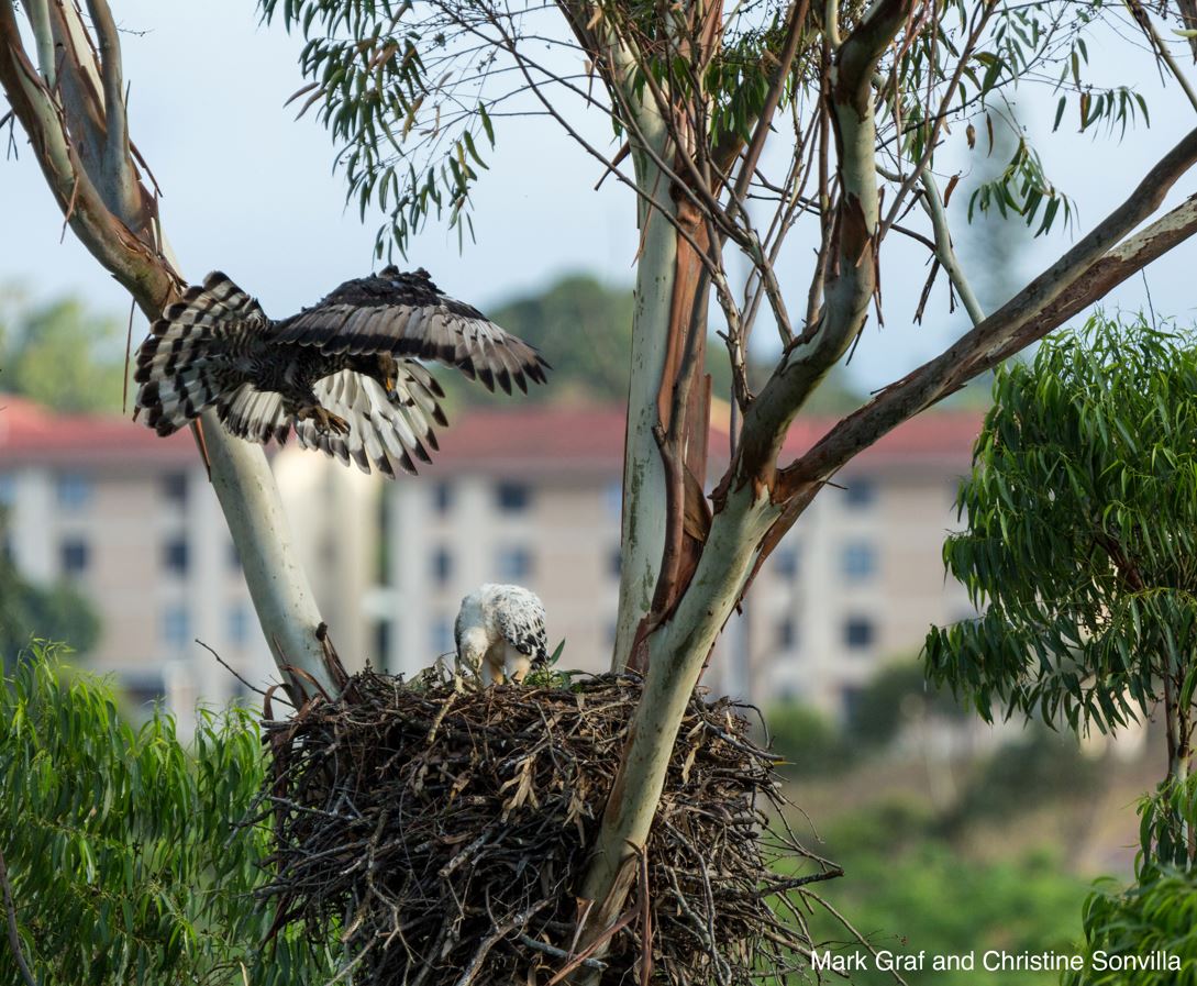 PLEASE RT! Calling all raptor researchers! The #Covid-19 <a href="/biologging/">Intl Bio-Logging Soc</a> Initiative investigates how #raptor movements changed during #lockdowns. GPS data can still be contributed until 30 Apr 22 - to join collaboration DM <a href="/robbpatchett/">Rob Patchett</a>