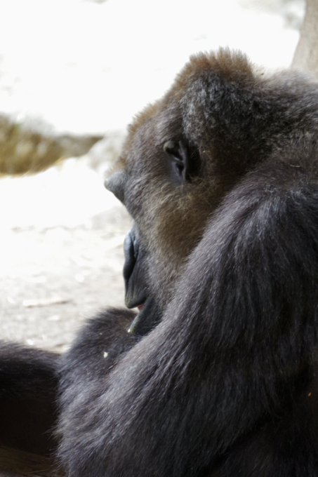 ゴリラ 高画質 のtwitterイラスト検索結果 古い順