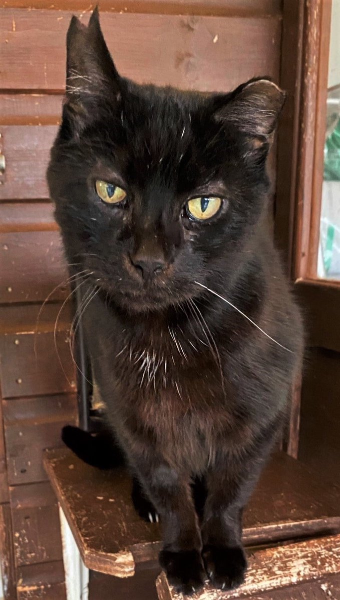 CPCardiffHIC's tweet photo. The handsome Gus is looking for his new home. He is able to live with other pets and older children. He will need to go home on long term medication, but this can be discussed with our cat care team. If you are interested in adopting Gus, please visit our website🐱🐱 https://t.co/6Znc6bOjLD