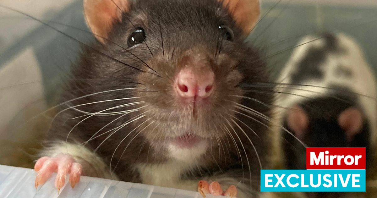 The Mirror on X: Brits encouraged to get rats as pets as they are 'sociable,  intelligent and friendly'    / X