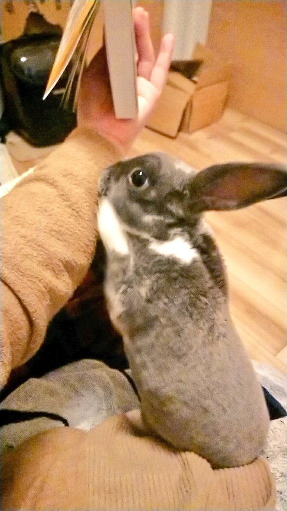 自分ちのうさぎ🐰自慢しとくか 