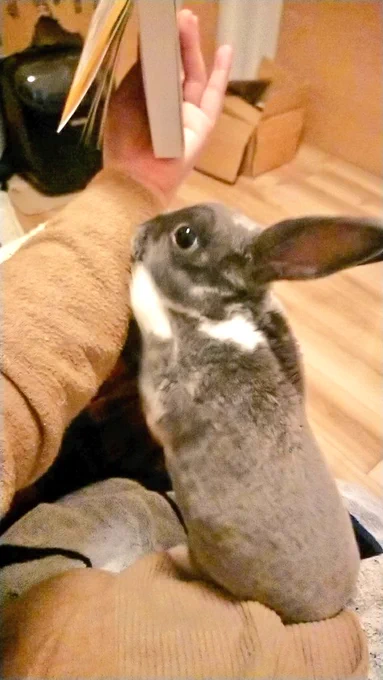 自分ちのうさぎ🐰自慢しとくか 