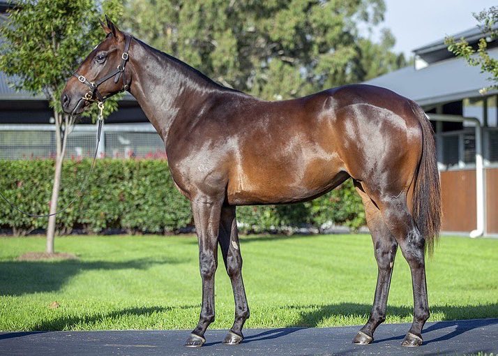 GaiWaterhouse1's tweet photo. #Lot349 @inglis_sales This filly instantly caught my eye 👀 By hot, young sire, THE AUTUMN SUN ☀️ o/o my VRC Oaks winner PINOT 💃🏻 This filly oozes quality and class ⭐️ $420,000 purchase @ArrowfieldStud 📧 claudia@gaiwaterhouse.com.au https://t.co/aqx7S8aY06
